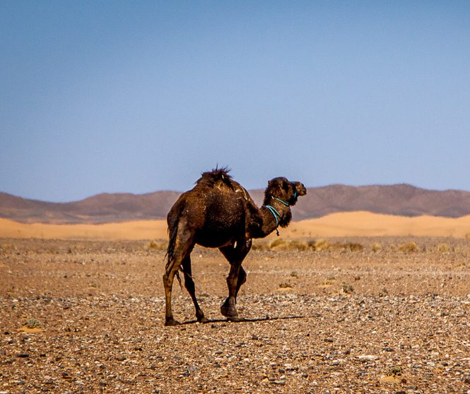 Le Maroc par les pistes : de Nador à Zagora (Première partie)